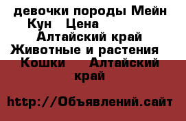 девочки породы Мейн Кун › Цена ­ 18 000 - Алтайский край Животные и растения » Кошки   . Алтайский край